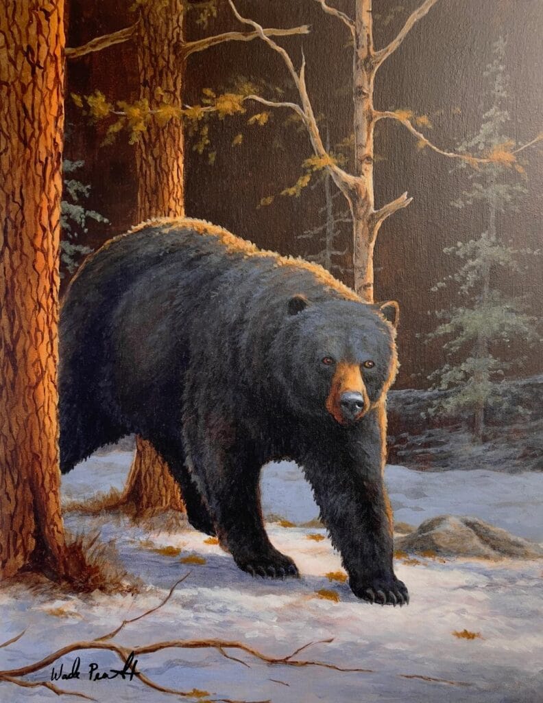 black bear