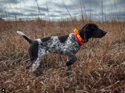 standing-stone-kennels-dog-training-program-05